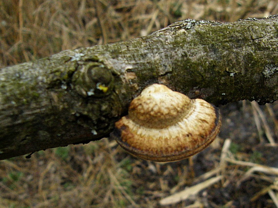 sieťkovček červenkastý Daedaleopsis confragosa (Bolton) J. Schröt.