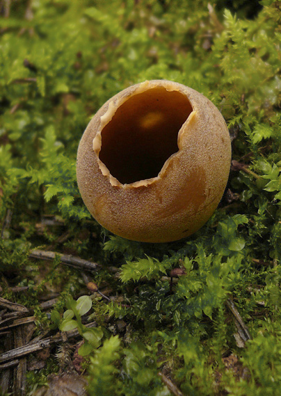 chriapač sosnový Helvella leucomelaena (Pers.) Nannf.