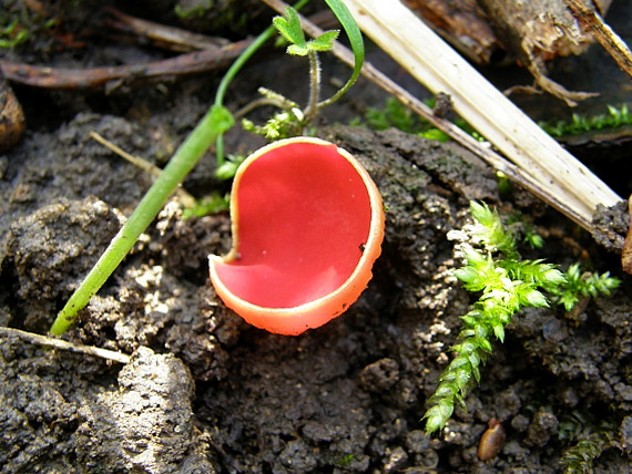 ohnivec rakúsky Sarcoscypha austriaca (Beck ex Sacc.) Boud.