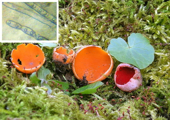 ohnivec jurský Sarcoscypha jurana (Boud.) Baral