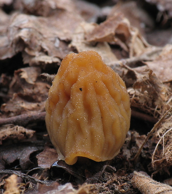 smrčkovec český-embryo... Verpa bohemica (Krombh.) J. Schröt.