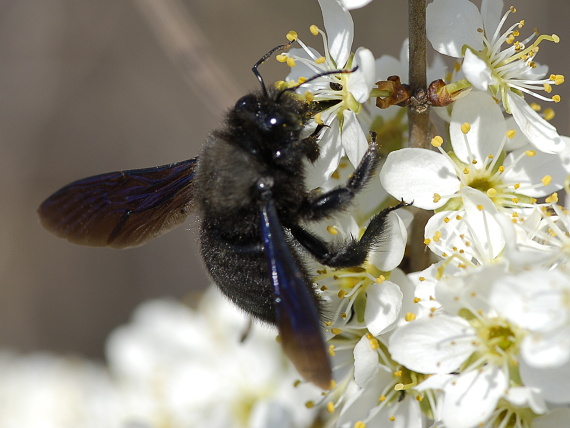 drevár fialový Xylocopa violacea