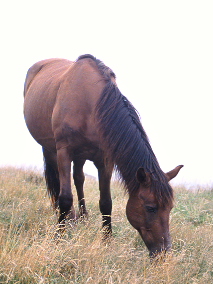 fagaras