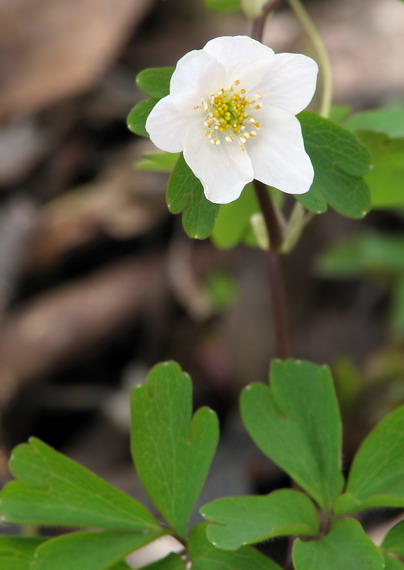 veternica hájna Anemone nemorosa L.