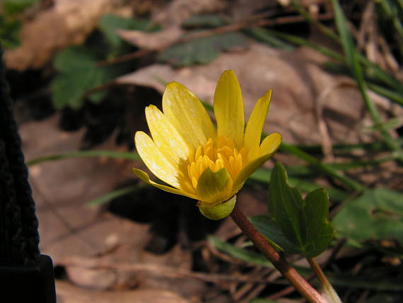 blyskáč cibuľkatý Ficaria bulbifera Holub