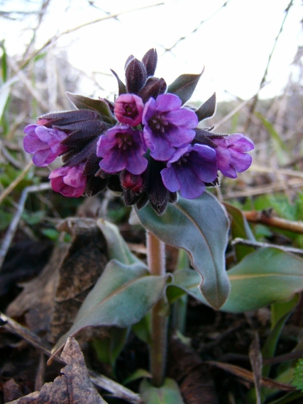 pľúcnik Pulmonaria mollis Wulfen ex Hornem.