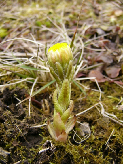 podbeľ liečivý Tussilago farfara L.