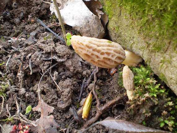 smrčok kuželovitý  Morchella conica Pers.