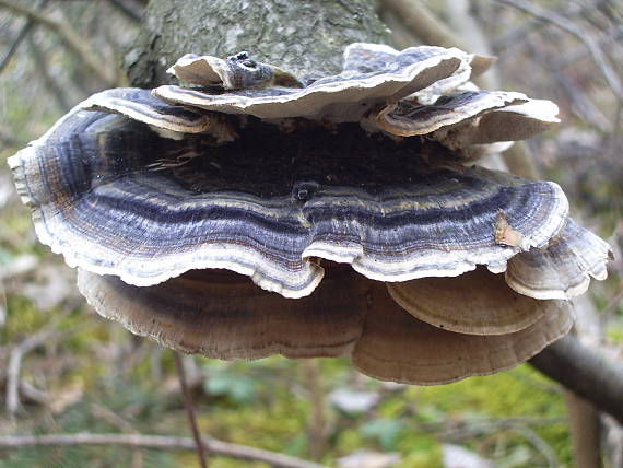 trúdnikovec pestrý   Trametes versicolor (L.) Lloyd