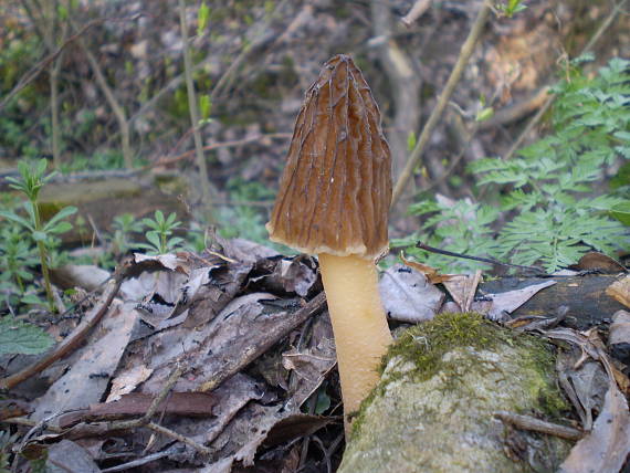 smrčkovec český Verpa bohemica (Krombh.) J. Schröt.