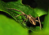 pavúčik pútniček :-)
