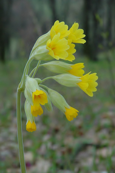 prvosienka jarná  Primula veris  L.