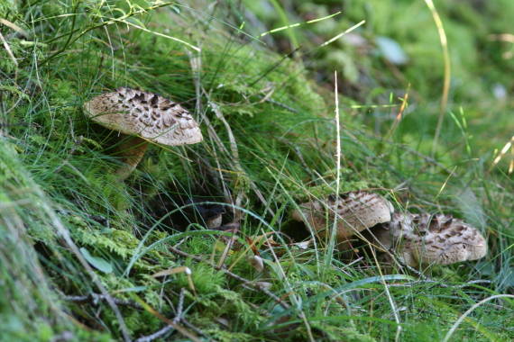 jelenkovec škridlicovitý (asi) Sarcodon imbricatus (L.) P. Karst.