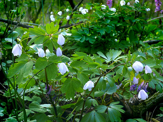 veterník žltuškovitý  Isopyrum thalictroides L.