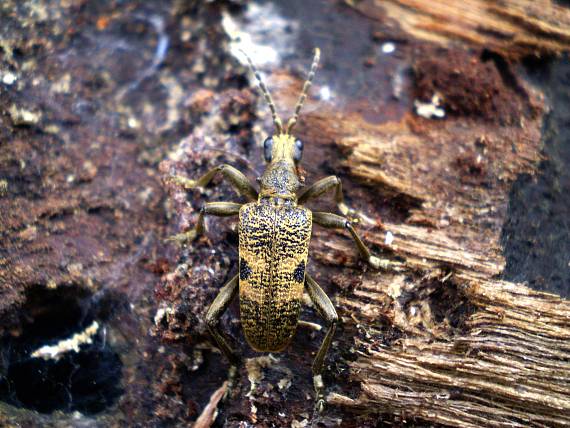 fuzáč - Tesařík hlodavý  Rhagium mordax