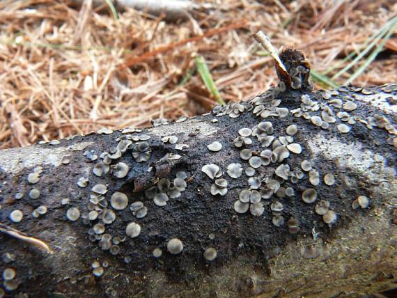 plstnatka hnědá - Tapézia tmavá Tapesia fusca  (Pers.) Fuckel