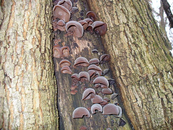 uchovec bazový Auricularia auricula-judae (Bull.) Quél.