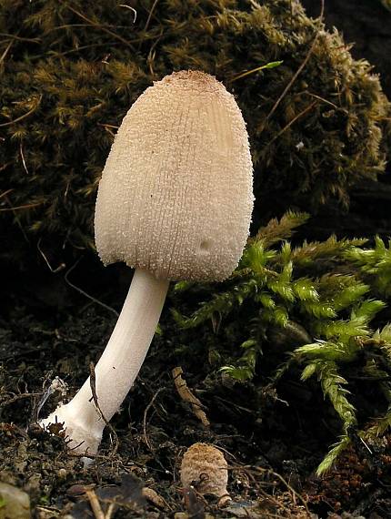 hnojník Coprinus sp.