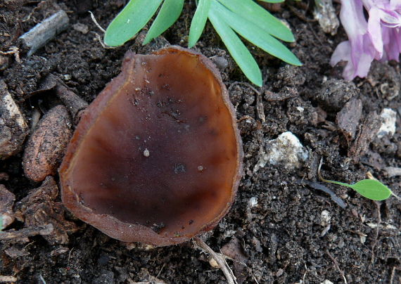 hľuznatka veternicová Dumontinia tuberosa (Bull.) L.M. Kohn