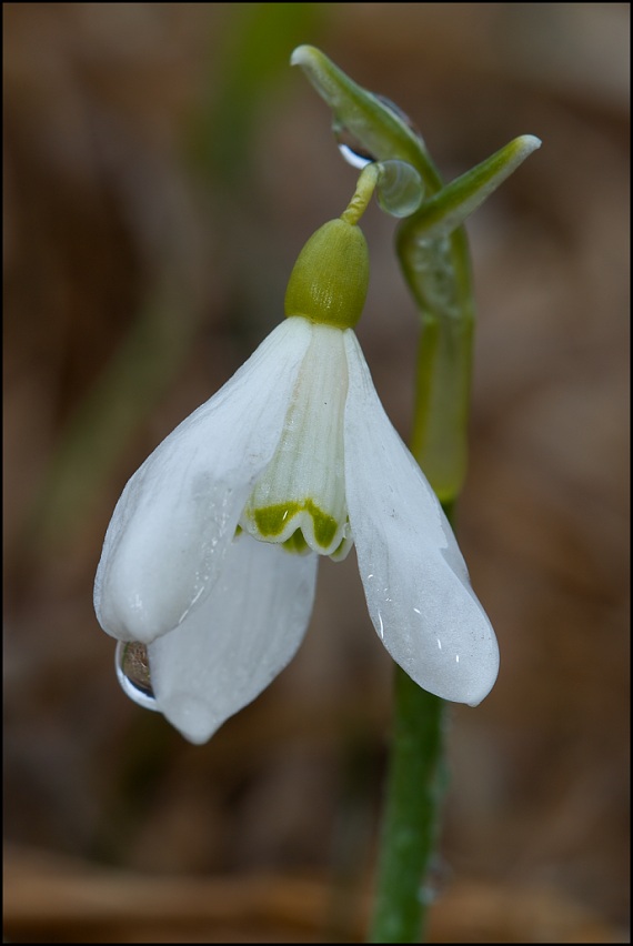 snežienka jarná Galanthus nivalis L.