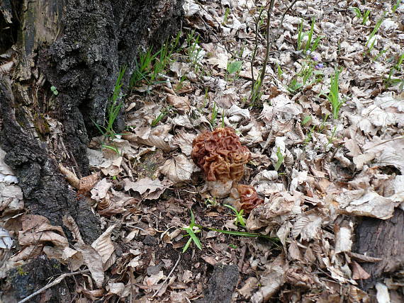 ucháč obrovský Giromitra gigas