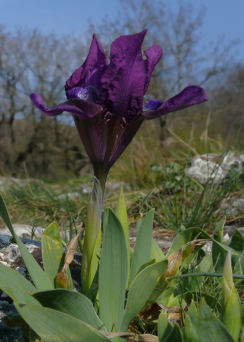 kosatec nízky Iris pumila L.