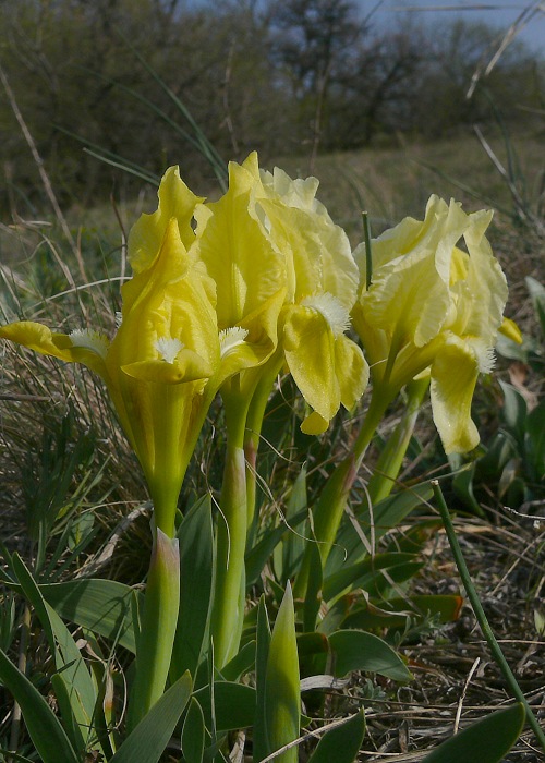 kosatec nízky Iris pumila L.