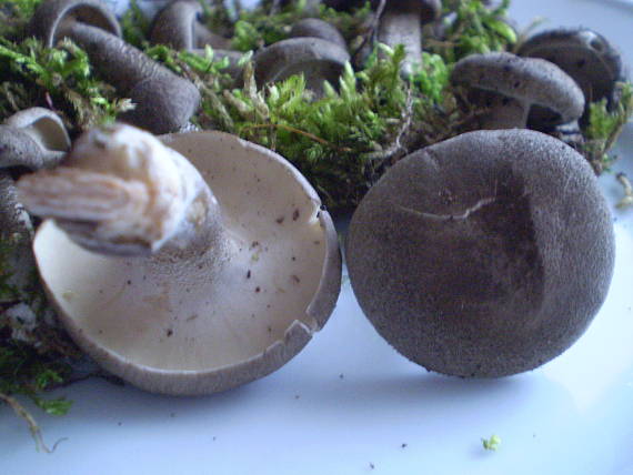 trúdnik strapkatý Lentinus substrictus (Bolton) Zmitr. & Kovalenko