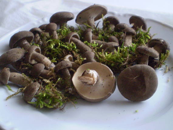 trúdnik strapkatý Lentinus substrictus (Bolton) Zmitr. & Kovalenko