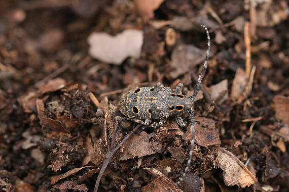 vrzúnik zdobený Mesosa curculionoides