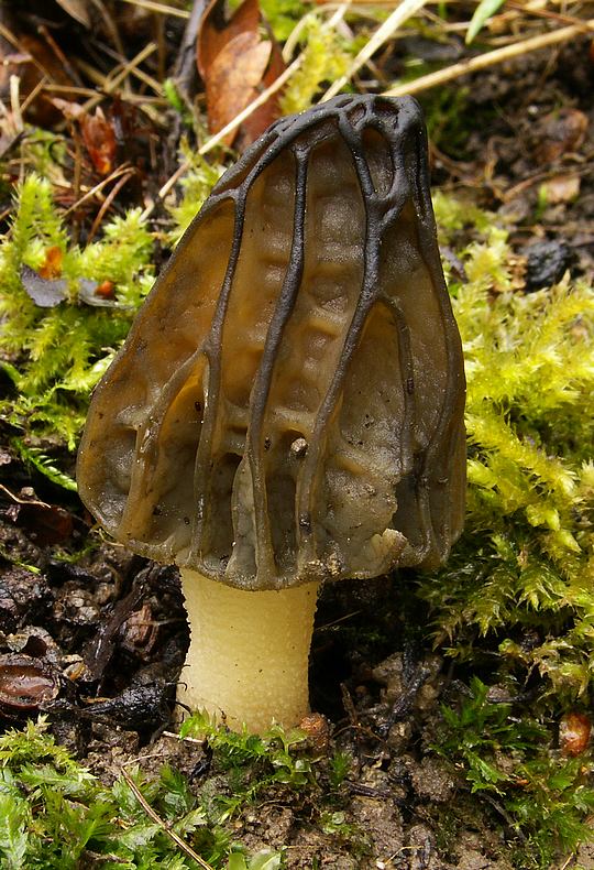 smrčok hybridný Morchella semilibera DC.