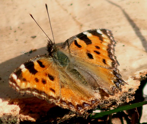 babôčka brestová Nymphalis polychloros