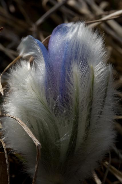 poniklec veľkokvetý v Pulsatilla grandis Wender.