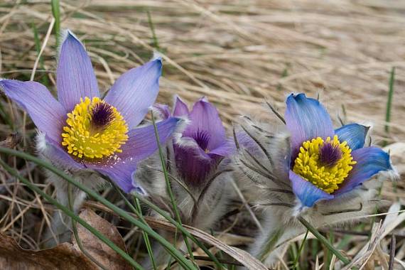 poniklec veľkokvetý i Pulsatilla grandis Wender.