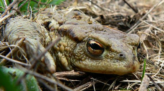 ropucha bradavičnatá Bufo bufo