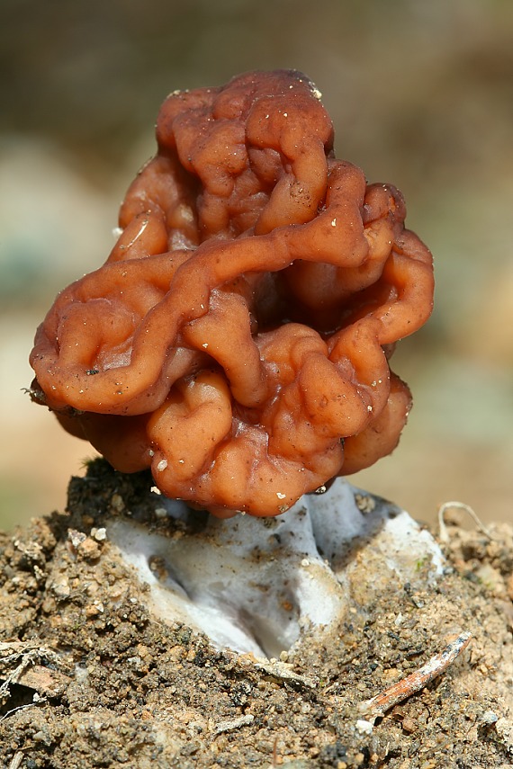 ušiak obyčajný Gyromitra esculenta (Pers.) Fr.