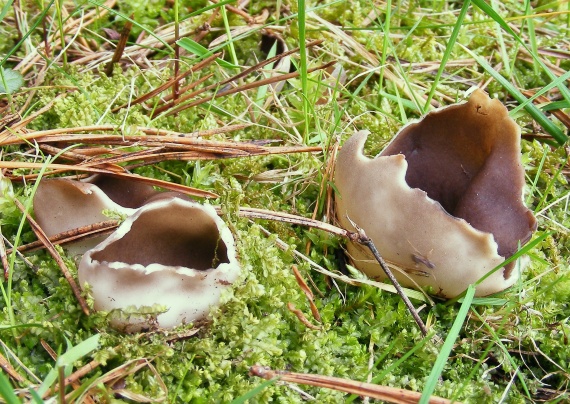 chriapač sosnový Helvella leucomelaena (Pers.) Nannf.