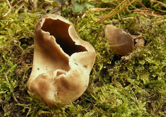 chriapač sosnový Helvella leucomelaena (Pers.) Nannf.