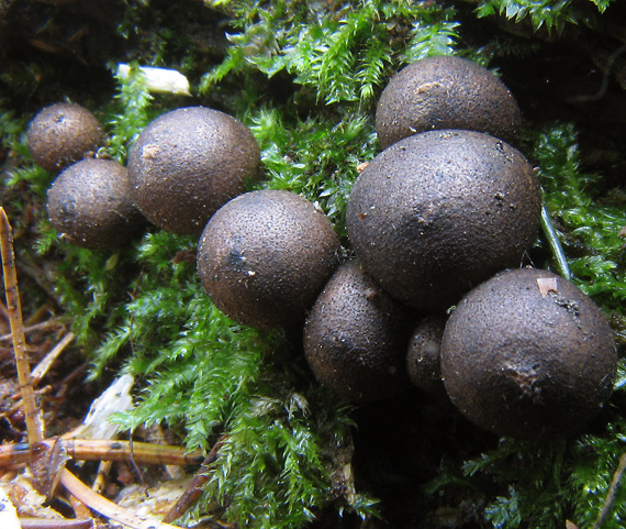 vlčinka červená  Lycogala epidendrum (J.C. Buxb. ex L.) Fr.