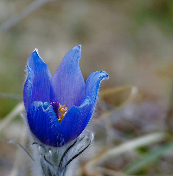 poniklec veľkokvetý Pulsatilla grandis Wender.