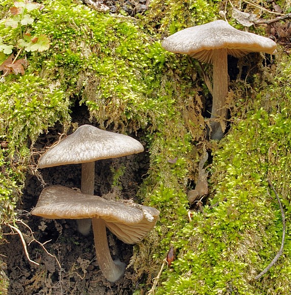 hodvábnica včasná Entoloma vernum S. Lundell