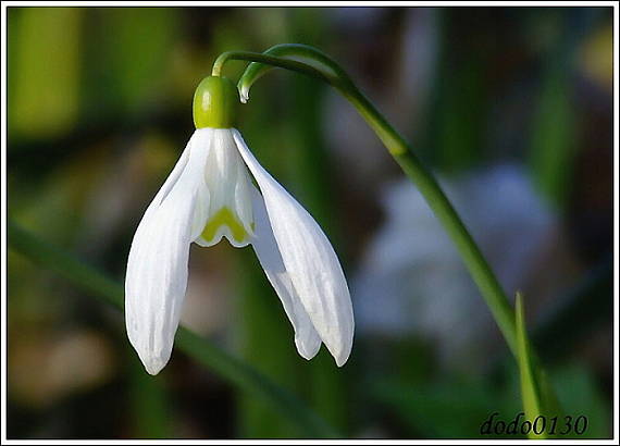 biela kráľovná Galanthus nivalis L.