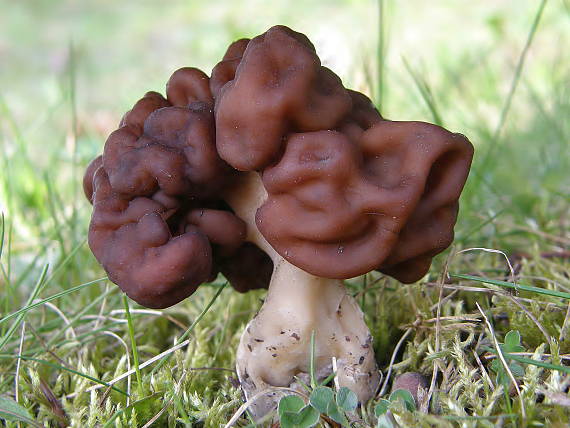 ušiak obyčajný Gyromitra esculenta (Pers.) Fr.