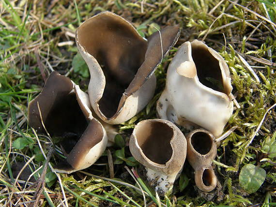 chriapač sosnový Helvella leucomelaena (Pers.) Nannf.