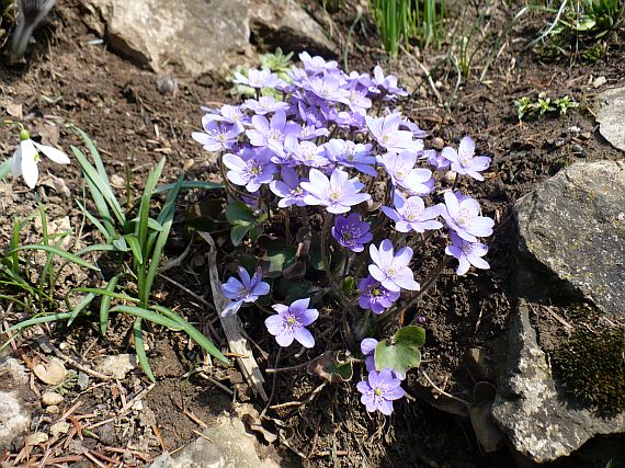 pečeňovník trojlaločný Hepatica nobilis Schreb.