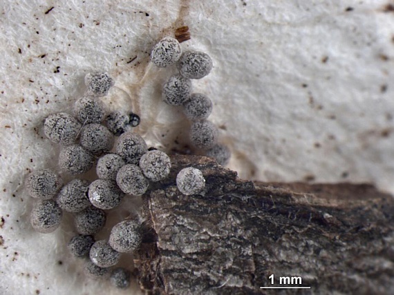 slizovka - Vápenatka dvojkožkovitá Physarum didermoides (Ach. ex Pers.) Rostaf.