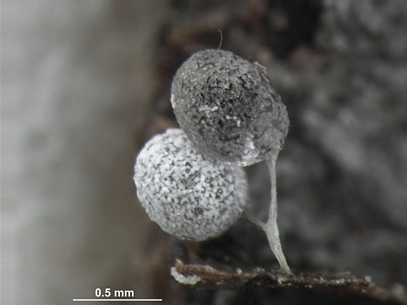 slizovka - Vápenatka dvojkožkovitá Physarum didermoides (Ach. ex Pers.) Rostaf.