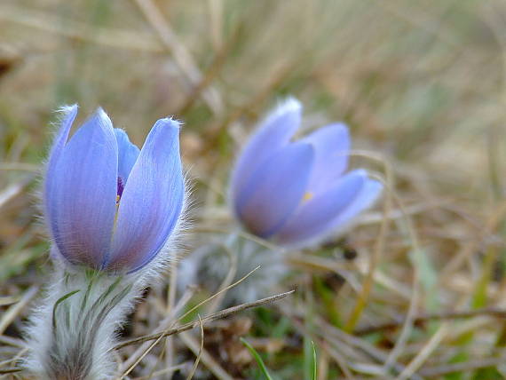 ďaľšia modrá Pulsatilla grandis Wender.