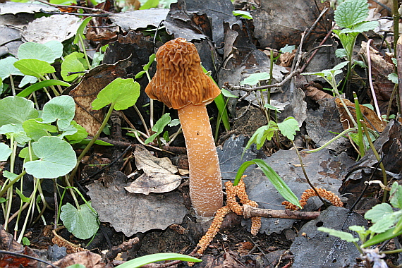 smrčkovec český Verpa bohemica (Krombh.) J. Schröt.