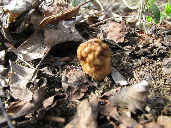 smrčkovec naprstkovitý vráskavý Verpa conica var. cerebriformis (J. Moravec et Svrček) Šebek